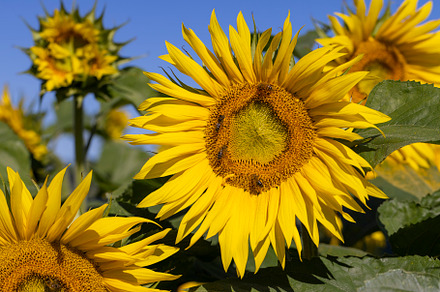 Beautiful blooming yellow sunflowers in the summer, a Photo by MyPhotos