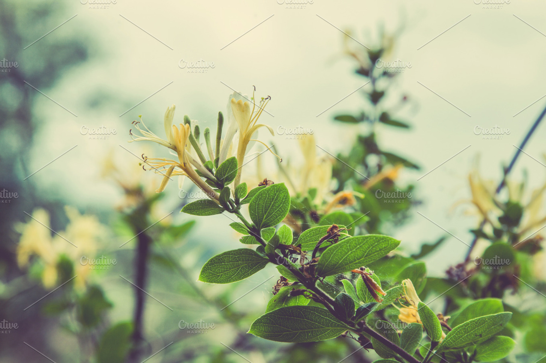Iseeyouphoto honeysuckle featuring flowers, floral, and nature