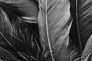 Black and white feathers, a Nature Photo by Wild Wander Collective (Thumbnail 1 of 2)