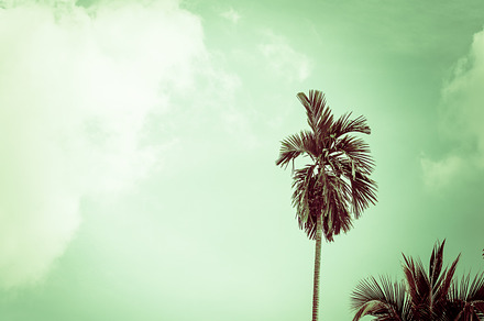 Palm tree stock photo containing palm and tree, a Nature Photo by Pushish Images