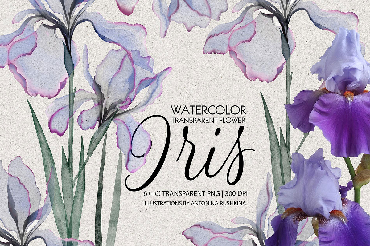 Transparent flowers of iris., an Illustration by RushkinaAntonina (Photo 1 of 6)