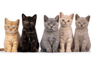 British Shorthair cat kittens on white