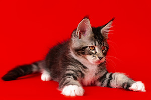 Playful Maine Coon kitten with tabby, an Animal Photo by Alexander-Piragis