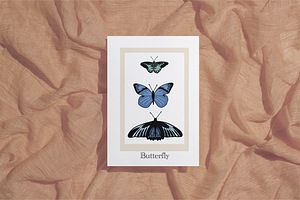 Butterflies And Petunia Flowers Set