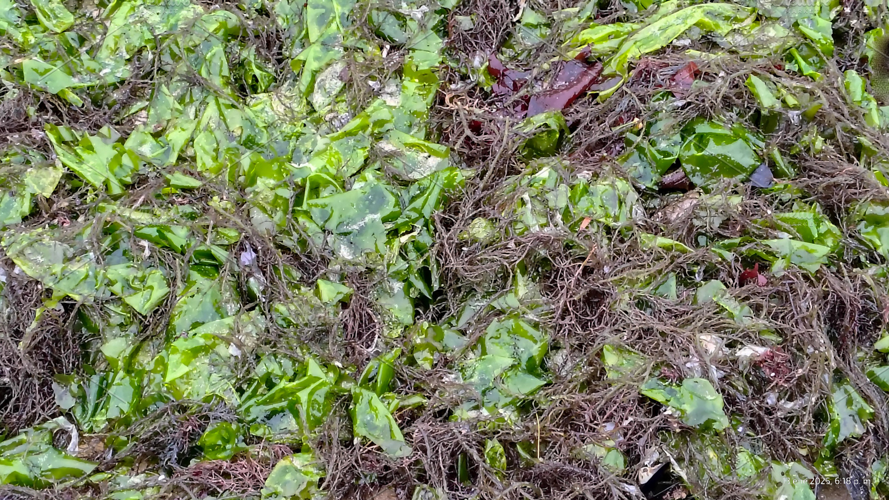Seaweed on rocky shore in bright daylight, a Nature Photo by DanFLCreativo