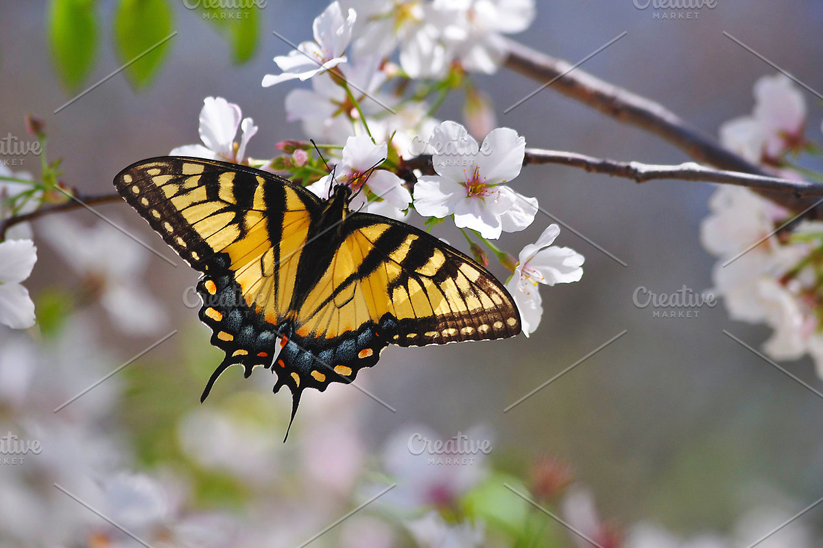 Butterfly containing butterfly, monarch, and spring, an Animal Photo by KABSPHOTOGRAPHY (Photo 2 of 2)