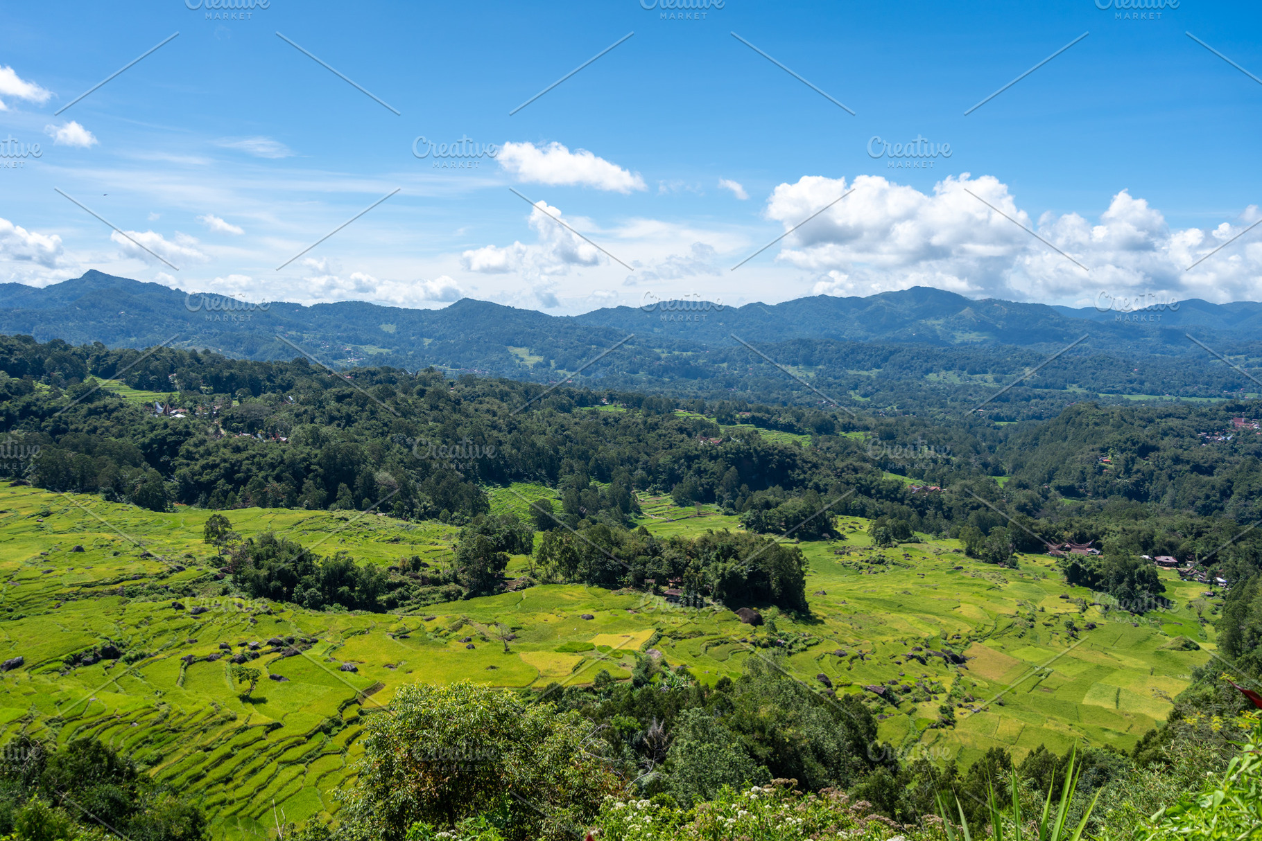 Terrace rice fields in the mountains of Toraja, Sulawesi, Indone, a Nature Photo by GoodGoods