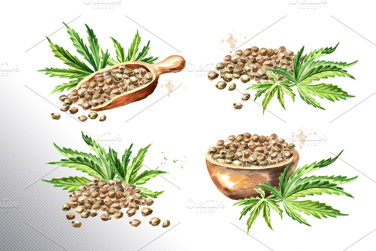 Cannabis. Watercolor collection, a Healthcare Illustration by Daria Ustiugova (Photo 3 of 12)