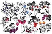 Fresh berries, a Food Illustration by handsketched (Thumbnail 13 of 21)