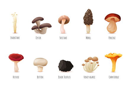 Edible Mushrooms