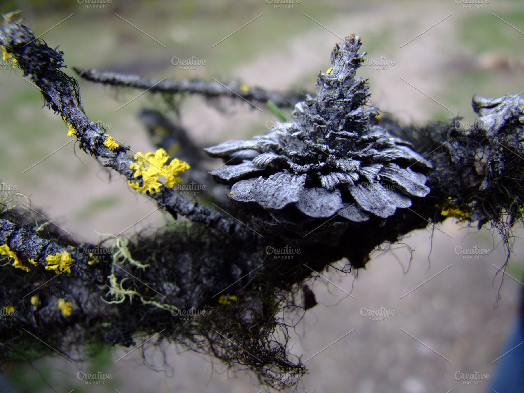 Witches Hair