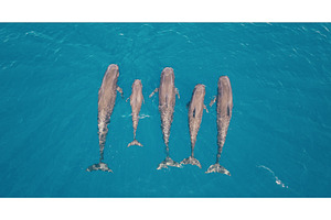 Family of pilot whales swimming in, an Animal Photo by Goinyk