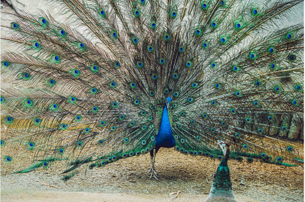 Peacock spreading the beautiful tail, an Animal Photo by Elizaveta Galitskaya