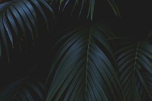 Moody Tropical Palm Leaves Photo
