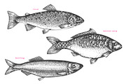 Fish#2 Vector Collection, a Food Illustration by Lubov Illustrations Shop (Thumbnail 9 of 12)