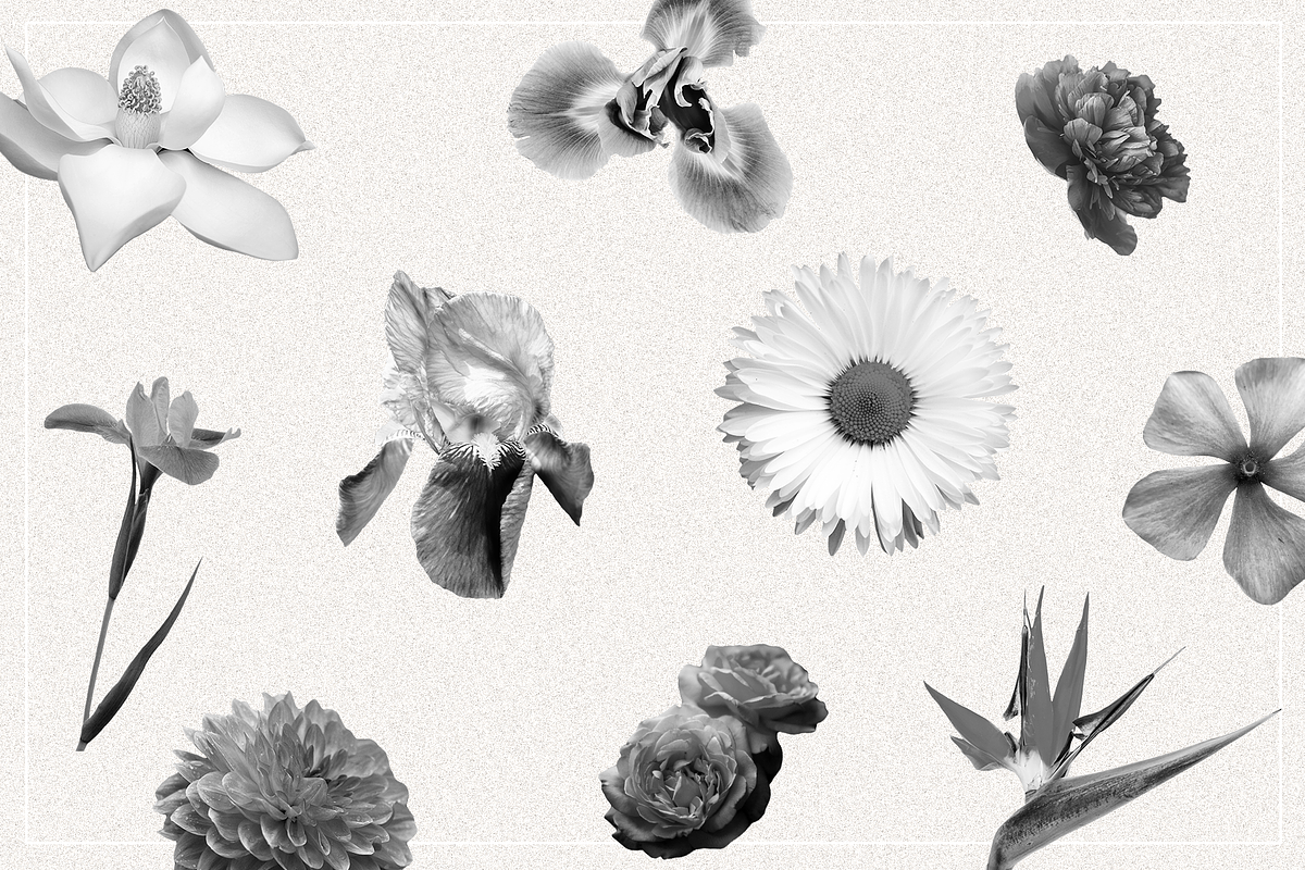 Oleander | Sans-Serif + 10 Cutouts, a Sans Serif Font by Karissa Macapagal (Photo 10 of 10)