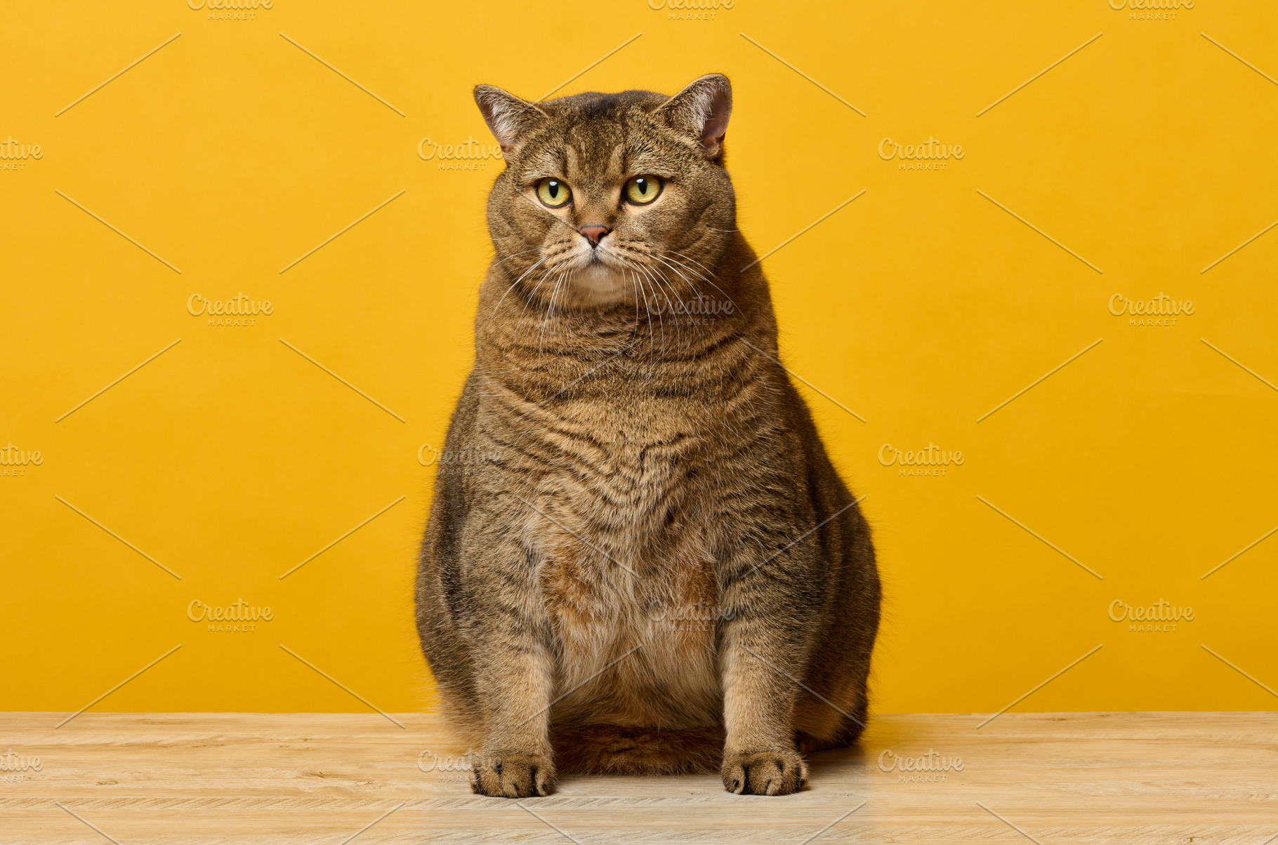 A large Scottish Straight cat sits on a wooden table against a b, an Animal Photo by ndanko