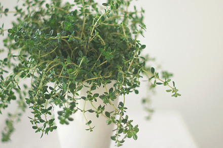 Lemon thyme in a jar