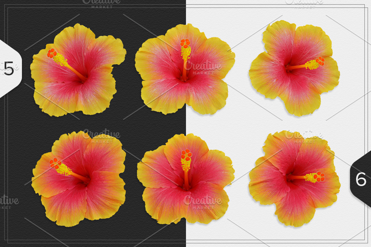 Hibiscus Flower isolated, an Object Graphic by pixelworkz (Photo 4 of 4)