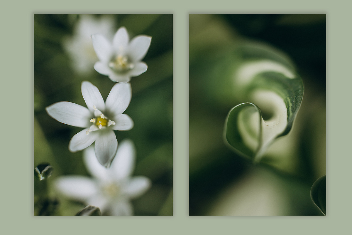 Spring macro collection, a Nature Photo by akovtun (Photo 2 of 7)