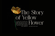 Cingire Elegant Serif Font, a Serif Font by Graphicxell (Thumbnail 2 of 8)