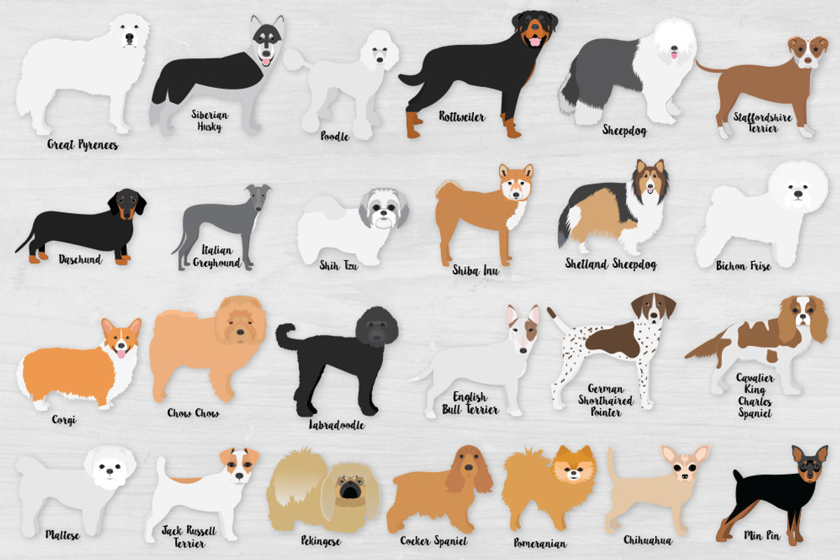 Popular Dog Breeds Clipart Bundle, an Animal Illustration by VizualStorm (Photo 3 of 3)