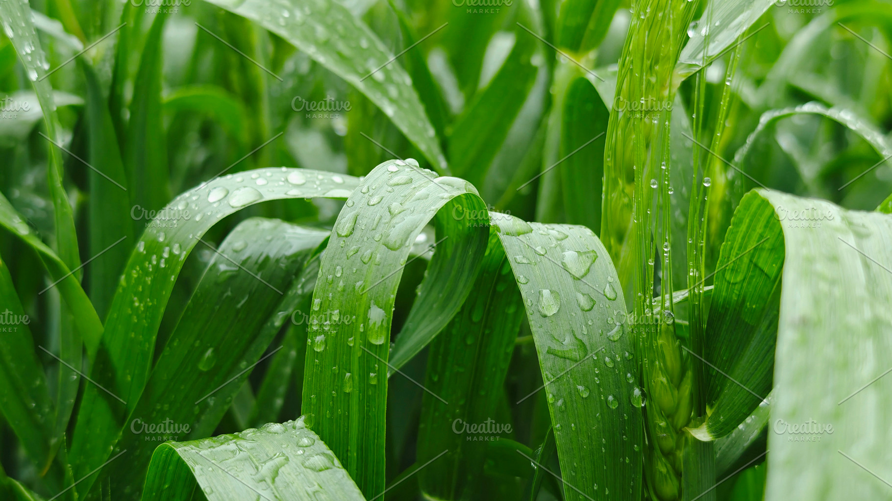 Close-up of green wheat leaves with dew drops, representing fres, an Industrial Photo by salmon.black