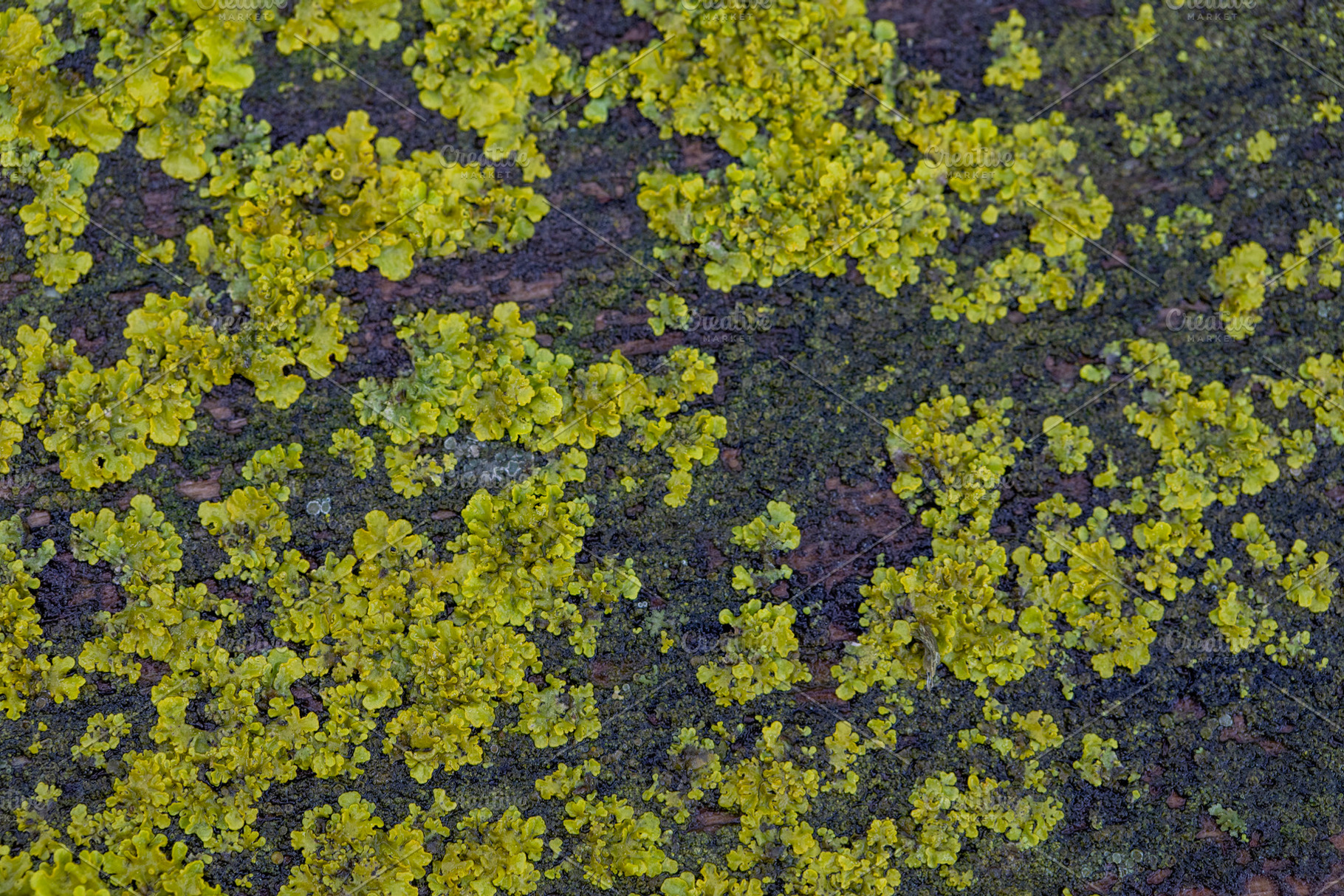 Vibrant green lichen covering textured bark surface, a Nature Photo by OSORIOartist