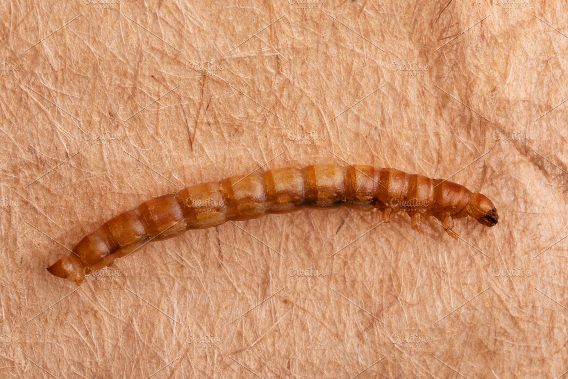 Close-up of a mealworm on a textured brown background, showcasin, a Food & Drink Photo by Ales Munt