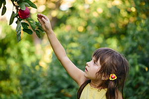 Cute little girl reaching out hand to pick a red apple from a tree branch. Chil, a Photo by Rohan Photography