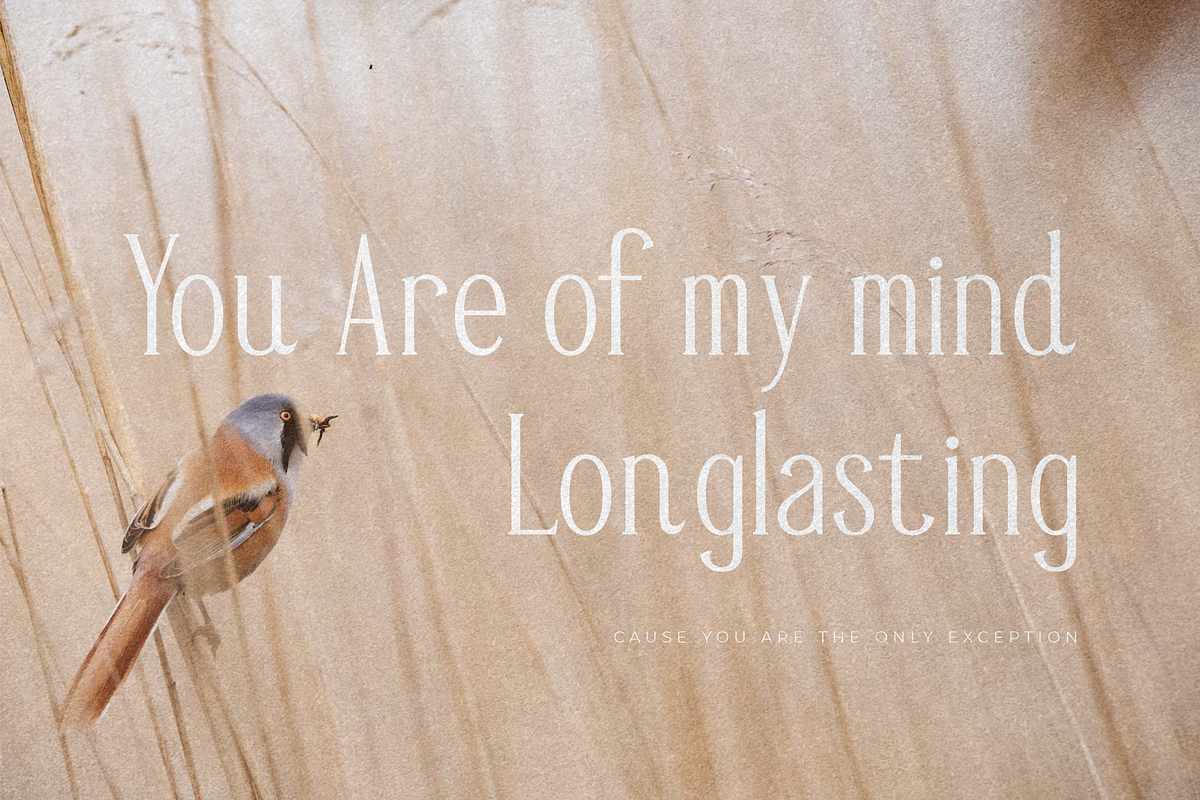 Mendalion A New Modern Serif Font, a Serif Font by Storytype Studio (Photo 2 of 15)