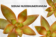 Succulents - Real Botanic Specimens, an Object Graphic by Turning Moss (Thumbnail 7 of 12)