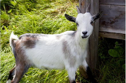 Goat explores the green pastures