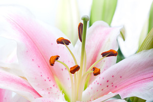 Lily flowers frame copyspace containing flower, white, and lily