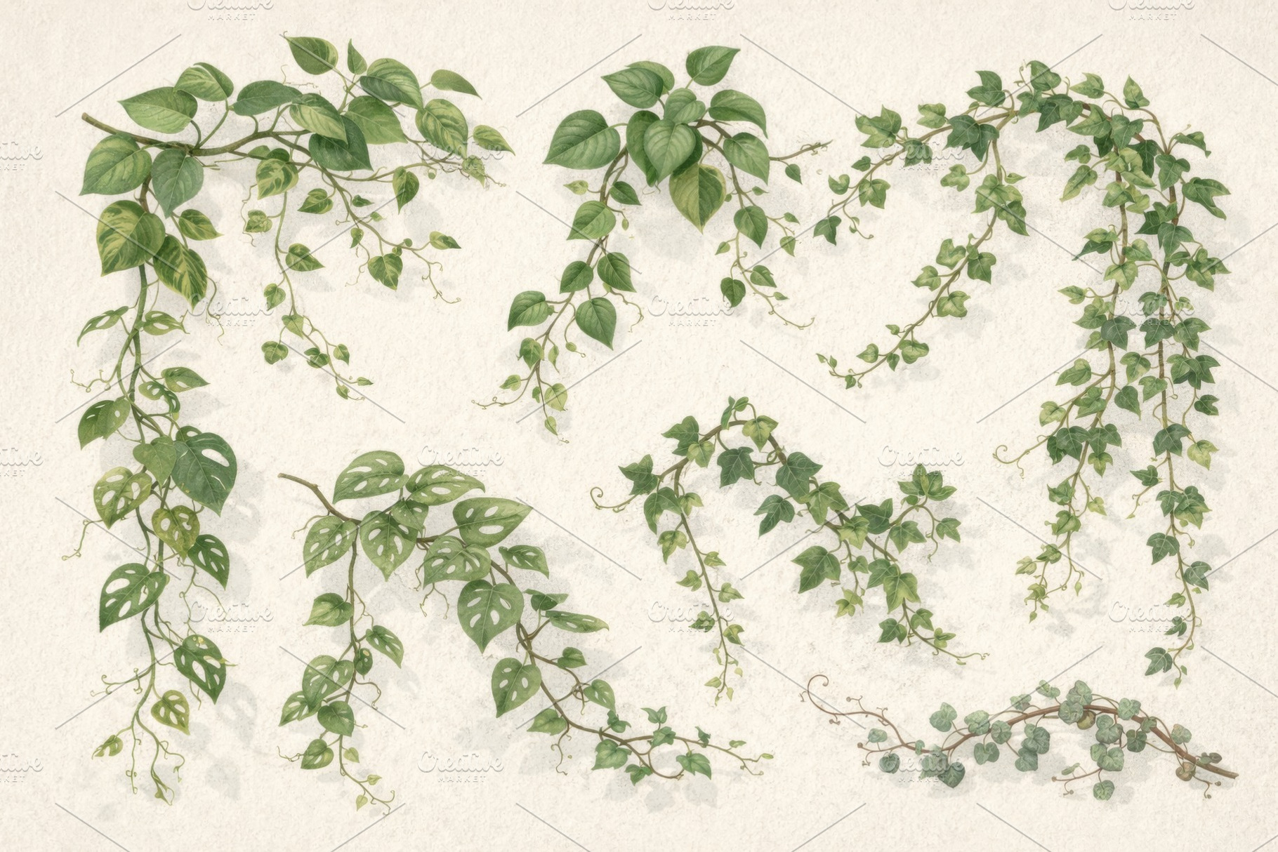 Climbing houseplants illustration id, a Photo by Dvoevnore photos