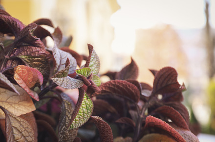 Beautiful plant leaves outdoor, close up and selective focus, a Holiday Photo by AtlasStudio PRO
