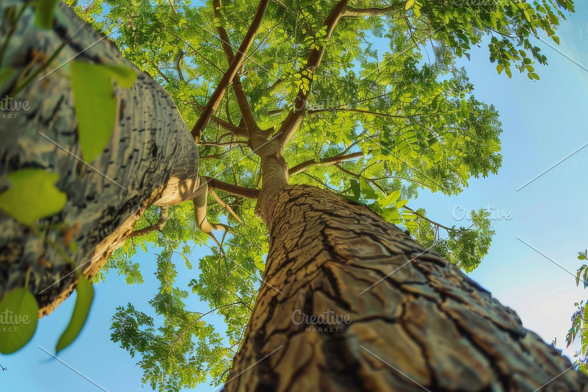 98 Trees view from below, a Nature Photo by Handmadefont (Photo 66 of 98)