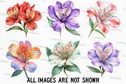 Alstroemeria Flower Watercolor PNG, an Illustration by Craft Nest (Thumbnail 3 of 6)