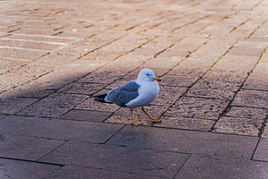 Cute seagull wals on the street of Venice