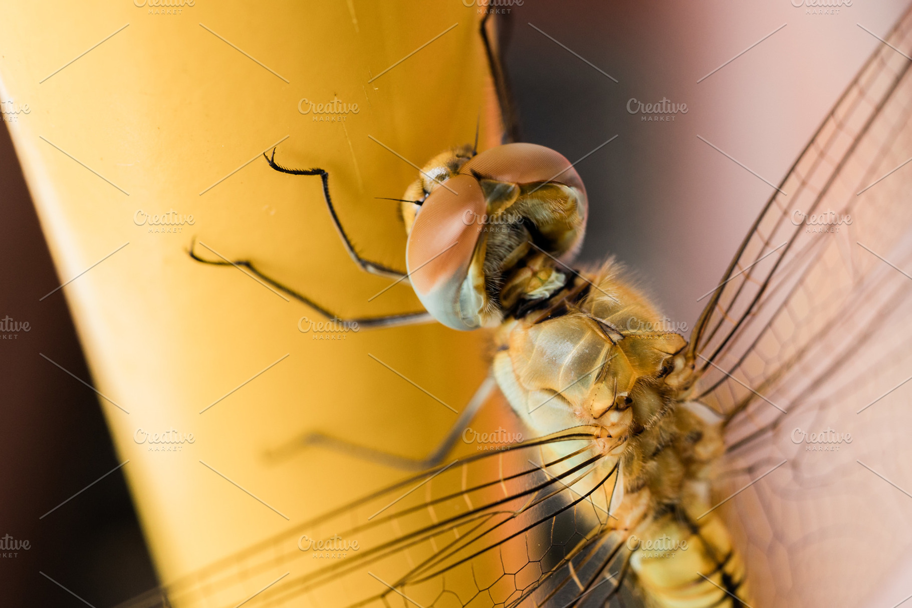 Eye Closeup Shot of a Dragonfly, a Nature Photo by YouxiThemes