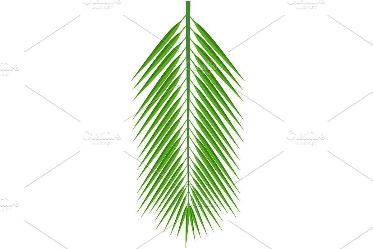 Tropical palm leaf isolated on white, an Object Illustration by SiberianArt