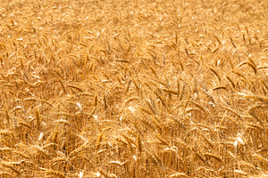 Wide view of a ripe golden wheat field under sunlight, capturing, a Nature Photo by Ales Munt