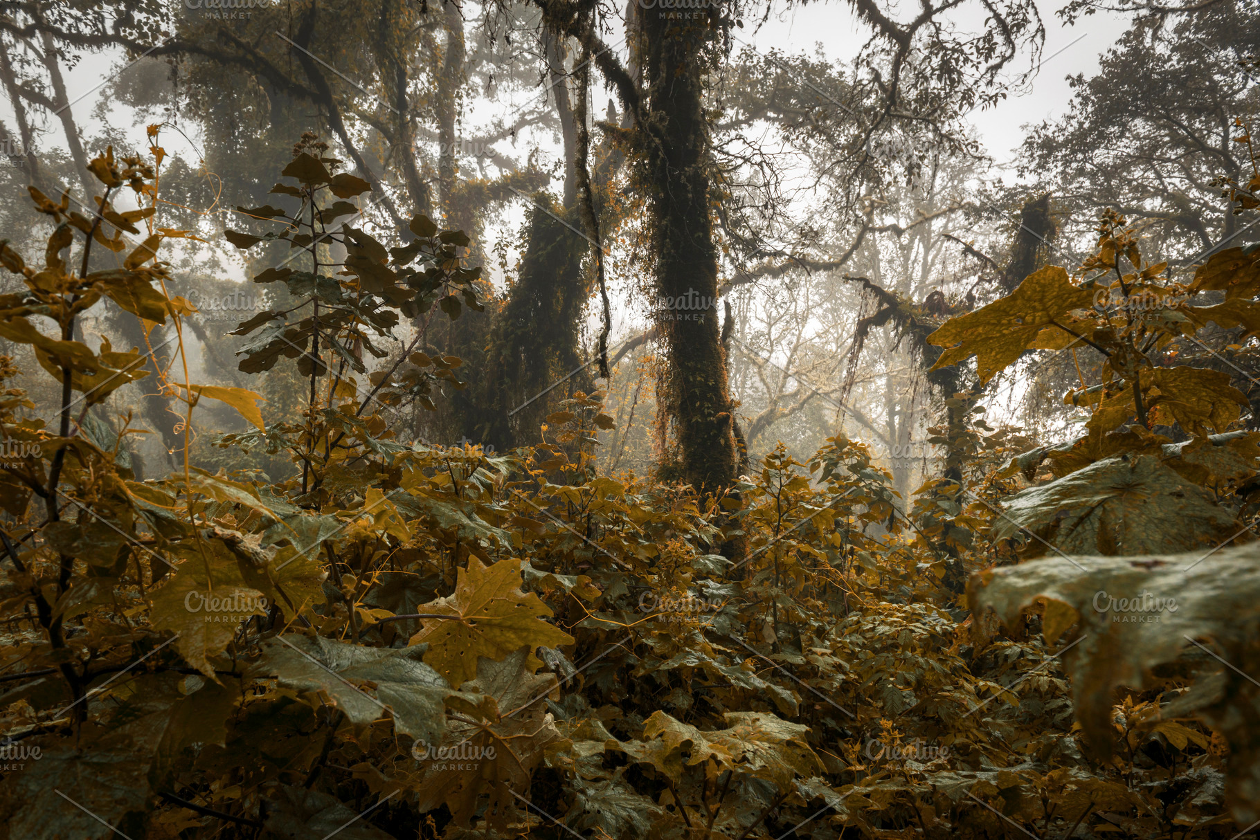 Spooky Forest Landscape, a Nature Photo by THP Creative