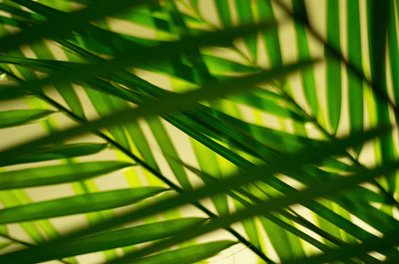 Palm featuring plant, green, and palm, a Nature Photo by The Jungle Photo
