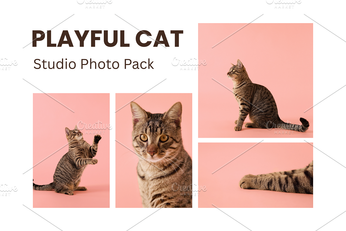 Playful Cat Studio Photo Pack – Pink, an Animal Photo by Animalistica (Photo 1 of 4)