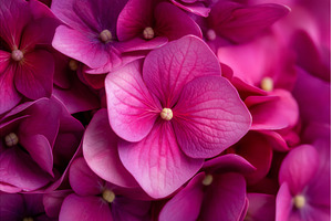 In a close-up shot from directly, a Nature Photo by ZinetroN