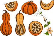 Hand drawn vintage pumpkins, a Decorative Illustration by Elena Mykhailenko (Thumbnail 3 of 5)