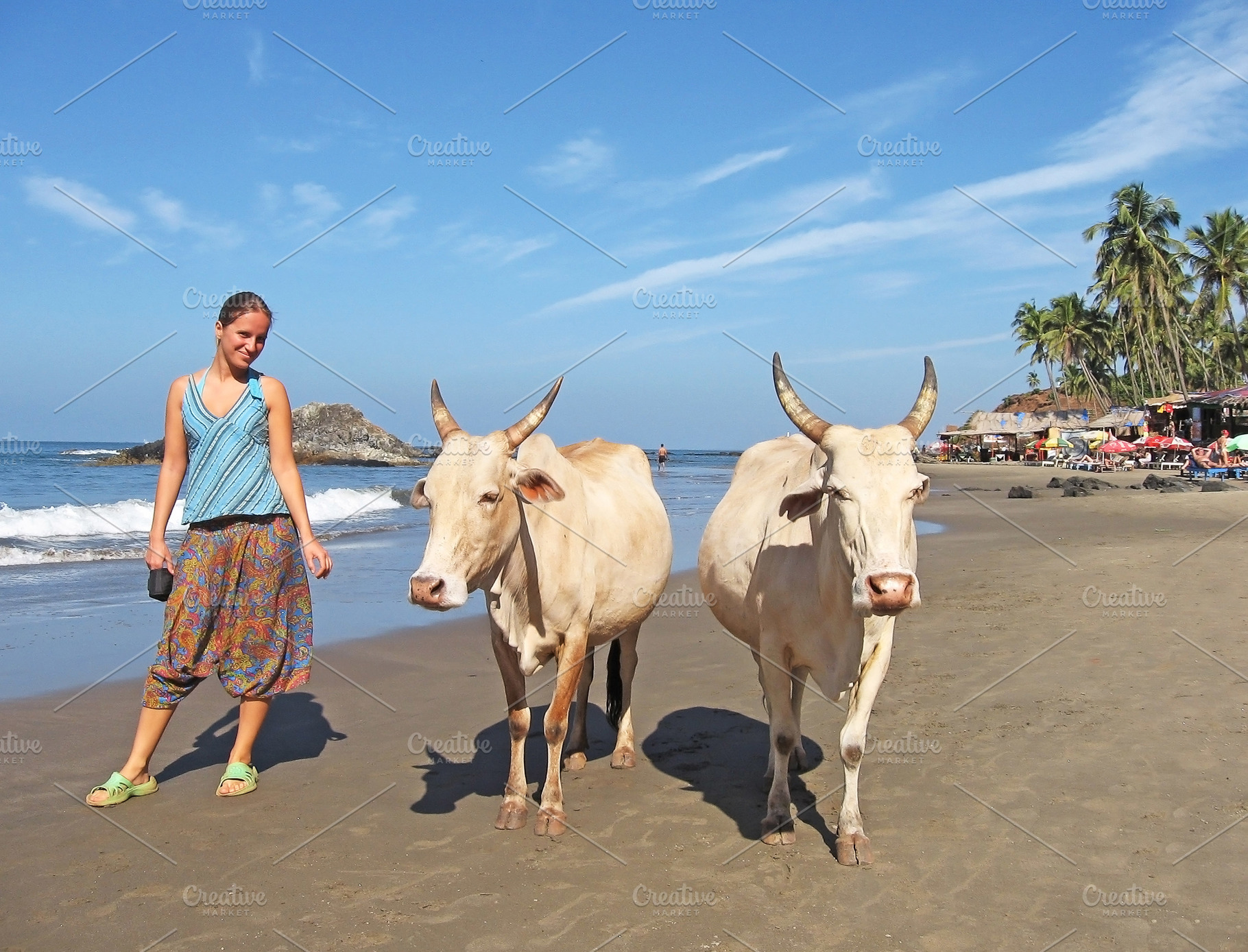 Young woman and cow twins, a Photo by saiko3p