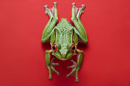 Frog on a red background, an Animal Photo by Handmadefont