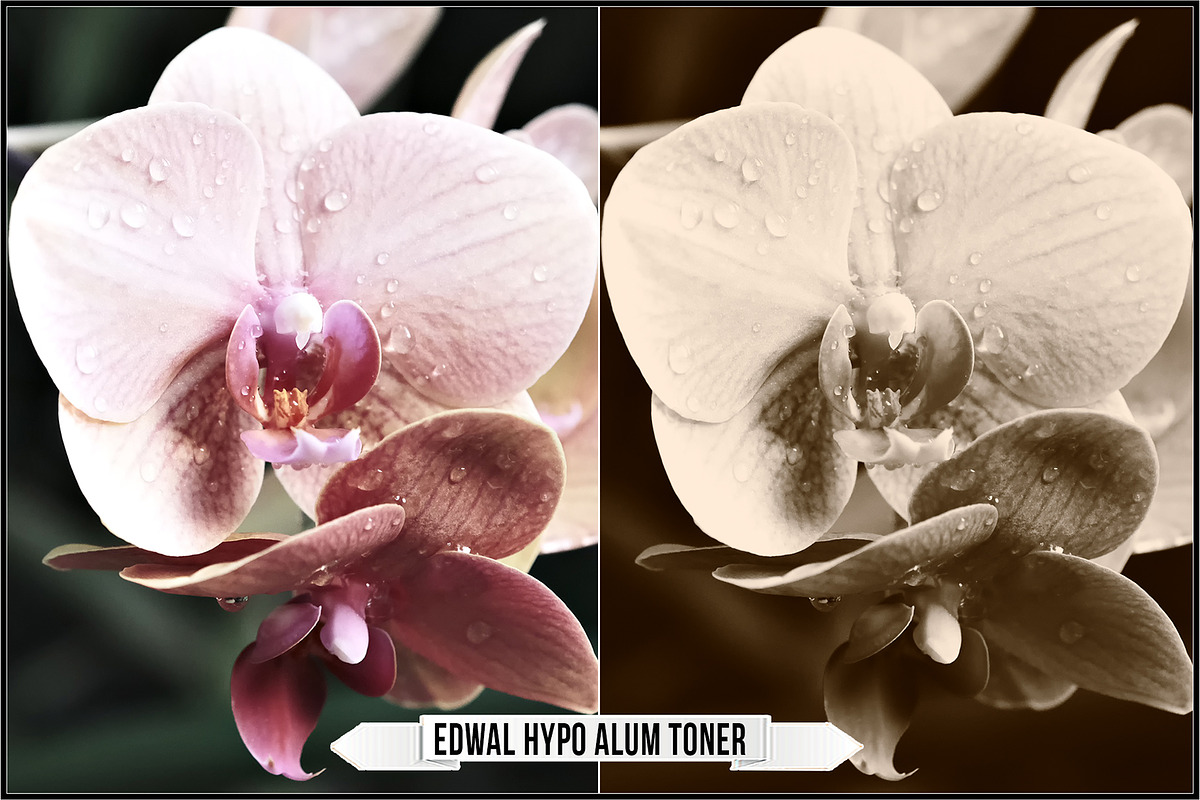 Darkroom Toners - Sepia Profiles, a Plug-in Add-On by Raztrend (Photo 27 of 30)